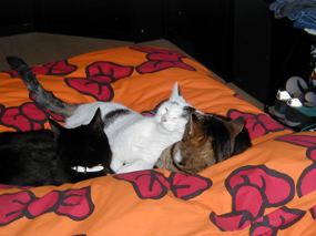 Clovis Dingo en Tijger liggen op bed.