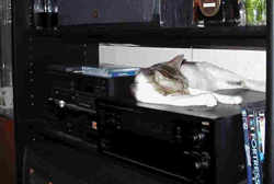 Farah sleeping on the radio