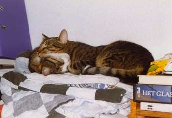 Simba sleeping on the microwave.