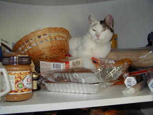 Dingo likes to climb in to the cupboard