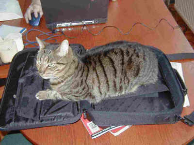 Tiger on the laptop suitcase.