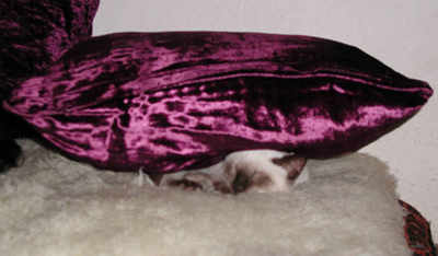 Luna falling to sleep under a  cushuon