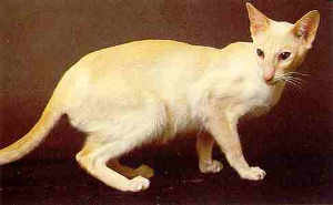 A Modern Siamese