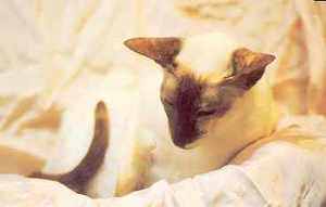 A Modern Siamese