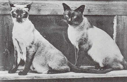 Tradisional; Siamese in the begin og 1930's