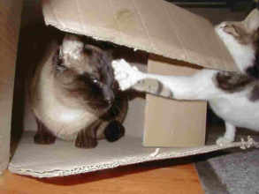 Zorro and Farah fighting over posession of the box.